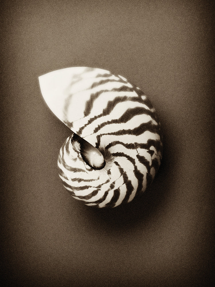 Concha Lienzo
