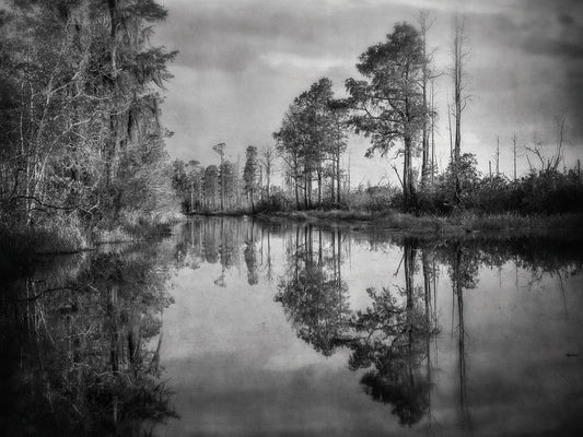 Dark Swamp Canvas Print