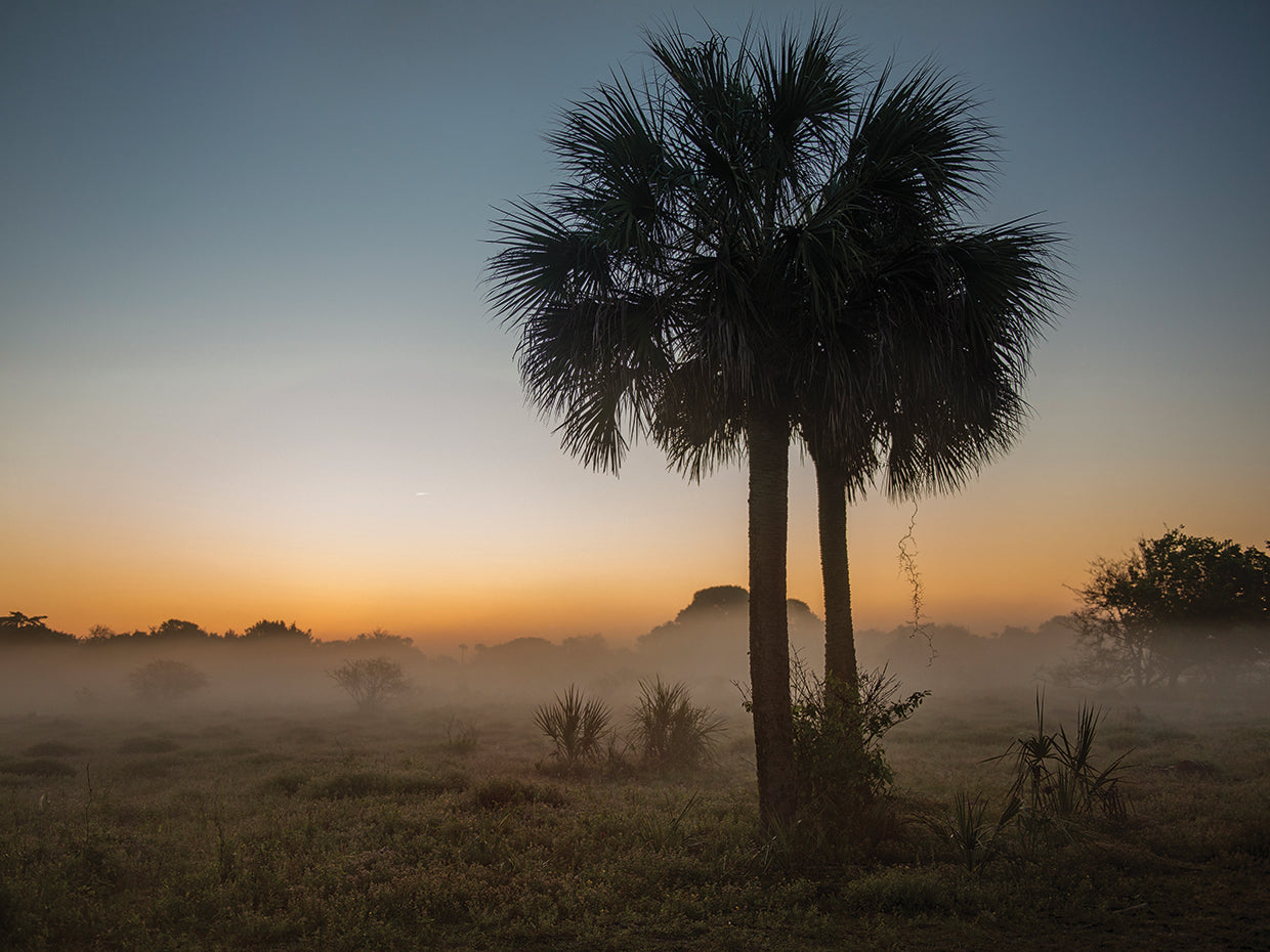 Foggy Palm