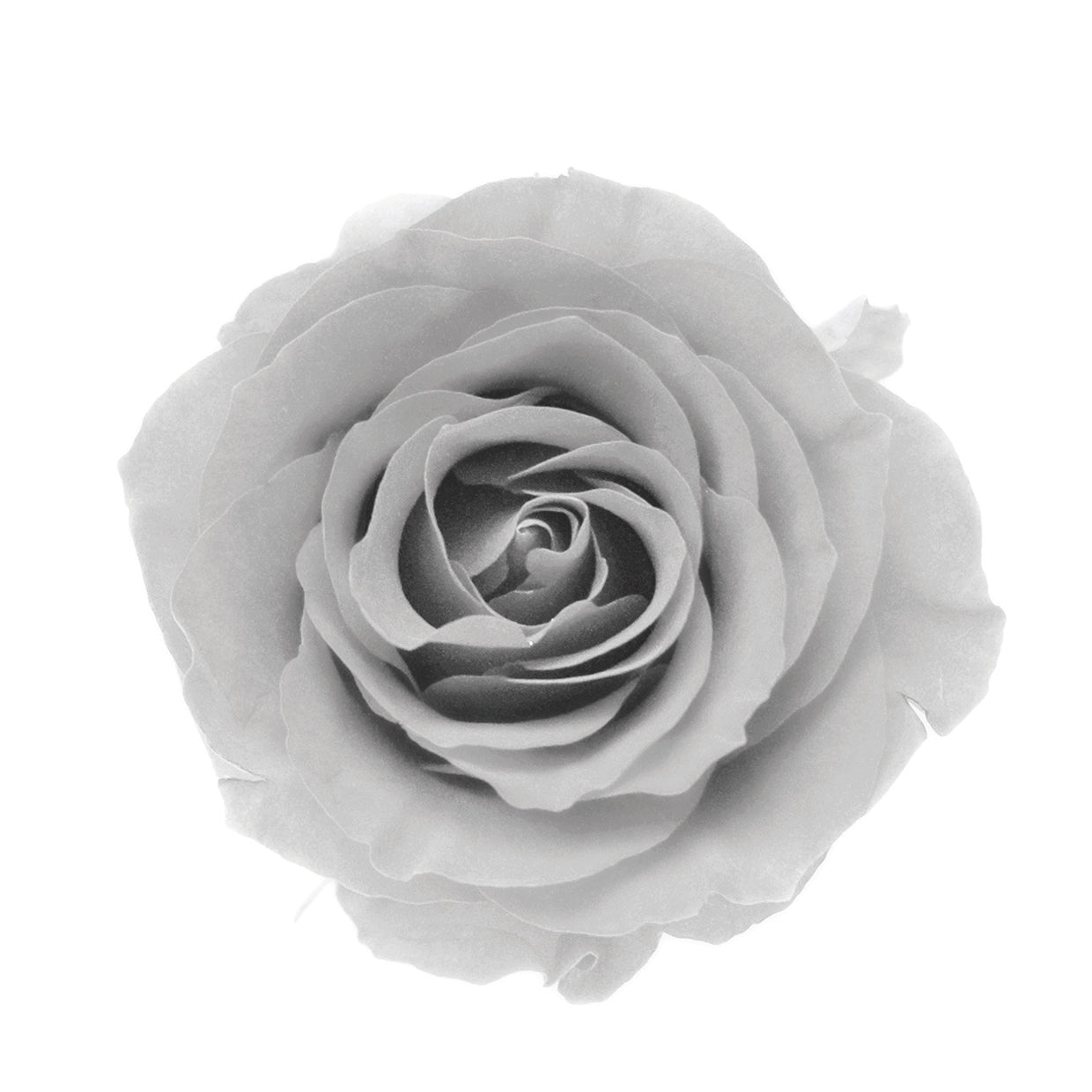 Rosa Lienzo