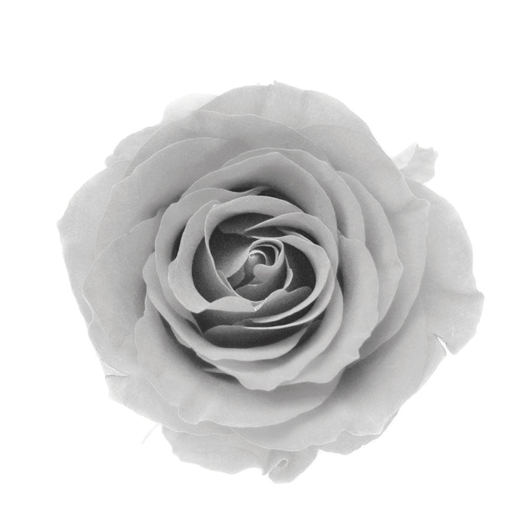 Rosa Lienzo