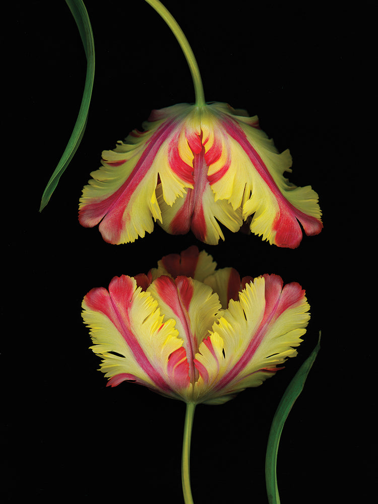 Yellow and Red Flowers