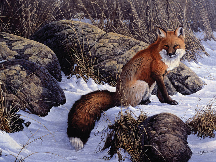 Mid Winter Pause - Red Fox