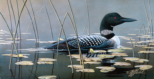 Loon In Reeds Canvas Print