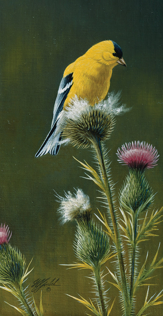 Goldfinch On Thistle Canvas Print