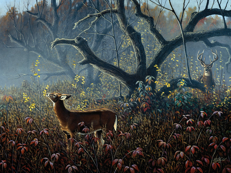 Old Orchard - Whitetails