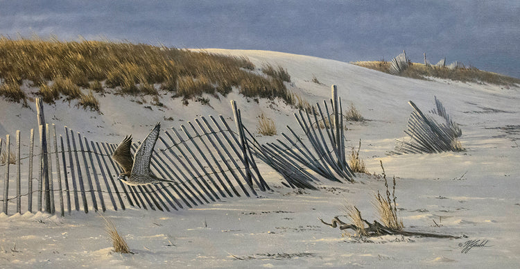 Passage - Peregrine Falcon