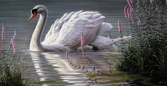 Summer Idyll - Mute Swan Canvas Print