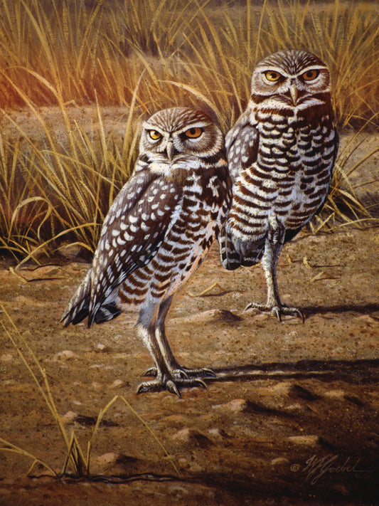 Burrowing Owls Canvas Print
