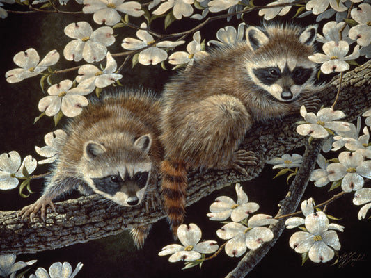 Dogwood Hideout - Young Raccoons Canvas Print