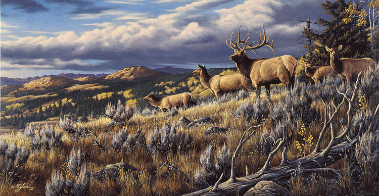 King Of The Hill - Elk