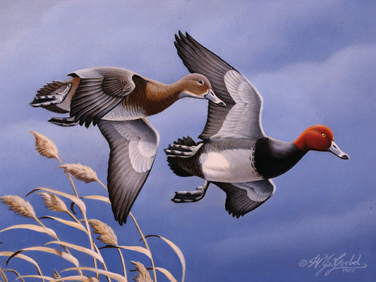 1986 Redhead Ducks Canvas Print