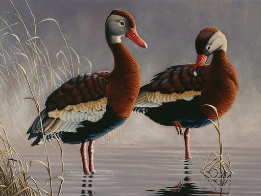 1989 Black Bellied Whistling Duck Canvas Print