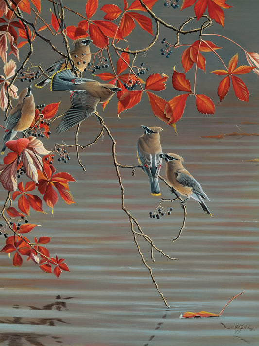 Autumn Harvest - Cedar Waxwing Canvas Print
