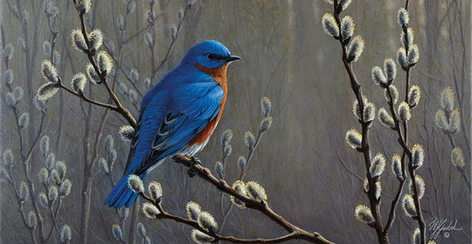 Signals Of Spring - Eastern Bluebird Canvas Print