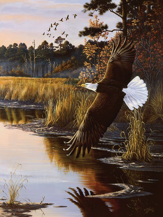 Wings Of Autumn - Bald Eagle