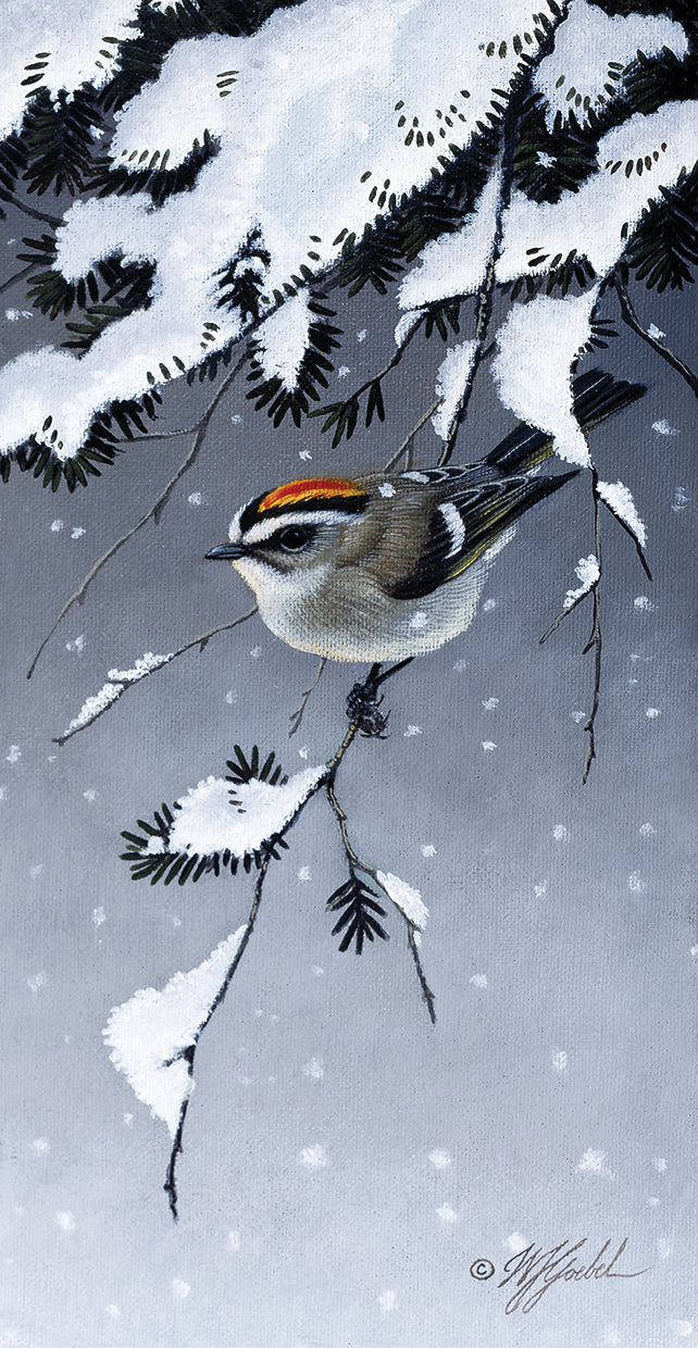 Winter Sprite - Golden Crown Kinglet