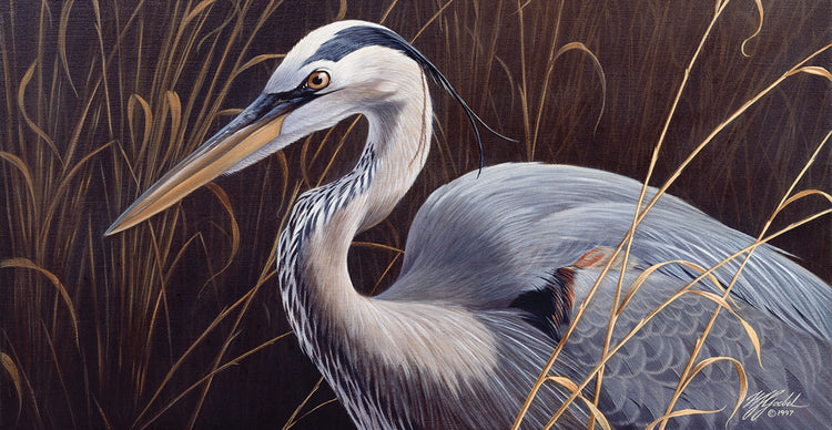 Great Blue Heron