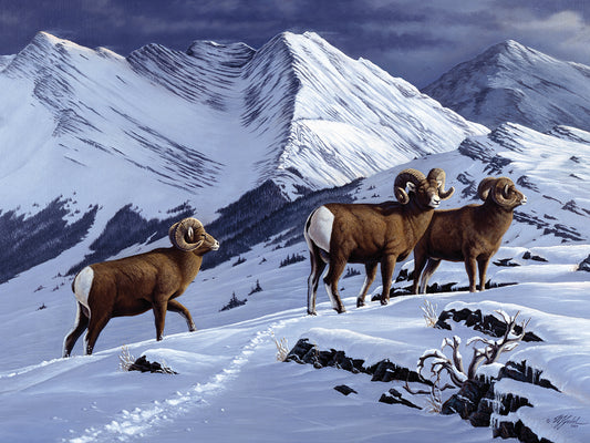 High Country Rams Canvas Print