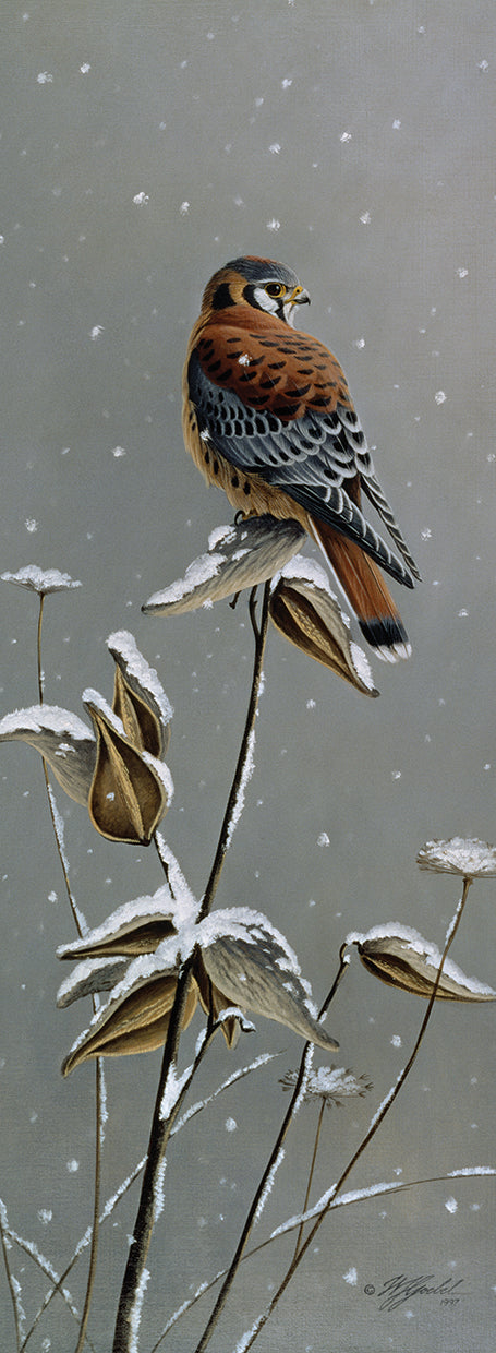 Gentle Snowfall - Kestrel Canvas Print