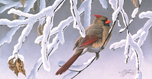 Winter Lady - Cardinal Canvas Print