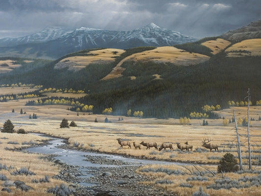 Big Valley Elk Canvas Print