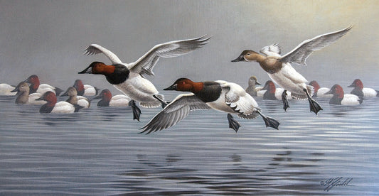 Canvasbacks Coming In Canvas Print