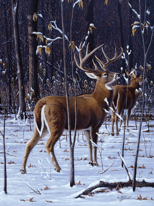 In His Prime - Whitetail Canvas Print