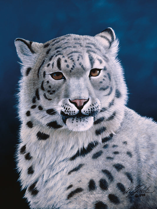 Young Snow Leopard Canvas Print