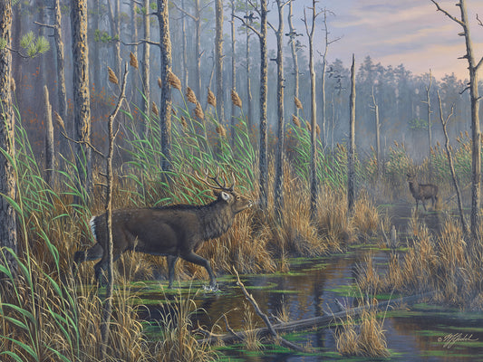 Closing The Gap-Maryland Sika Deer Canvas Print