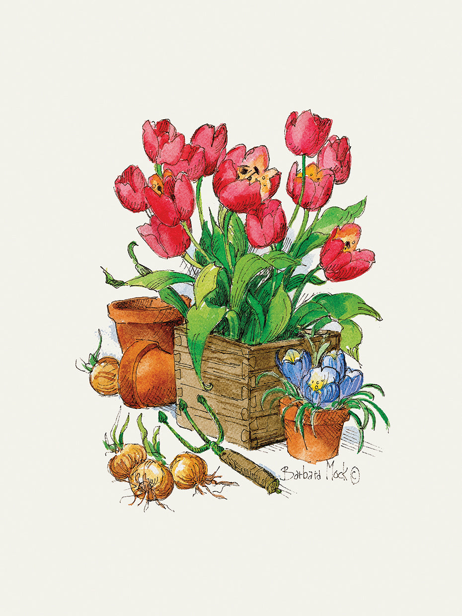Tulips in Bloom