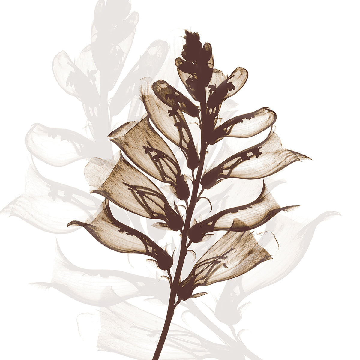 Foxglove Dance