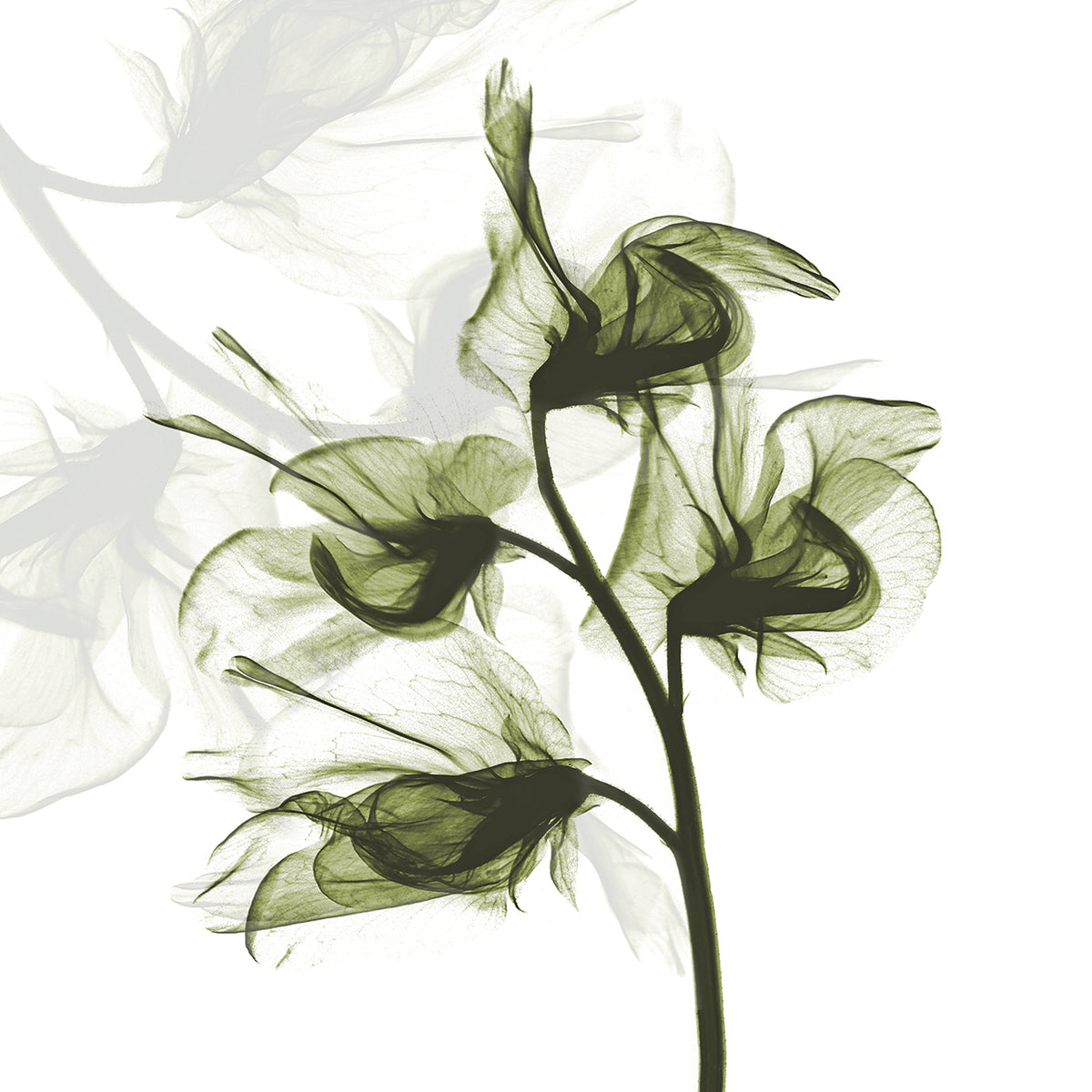 Sweet Pea Dance