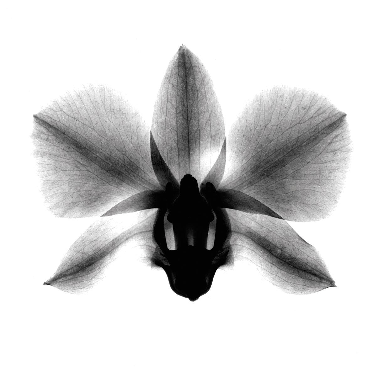Orchid, Phalenop. X-Ray
