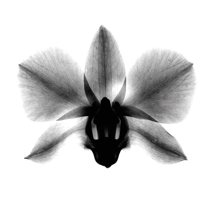 Orquídea, Phalenop. Arte de la lona de rayos X