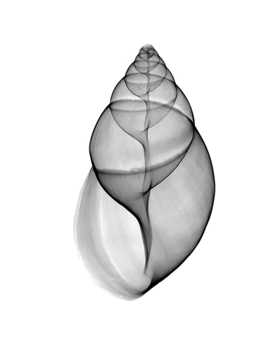 Achatina Jpn Land Snail X-Ray