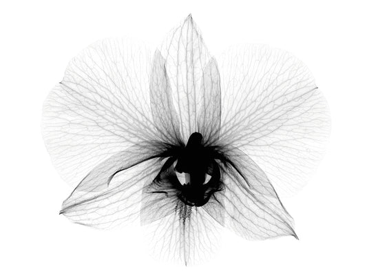 Dendrobium 2 X-Ray Orchid