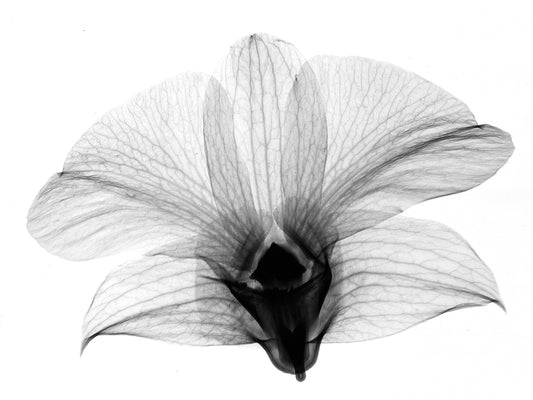 Dendrobium On Back X-Ray Orchid Canvas Art