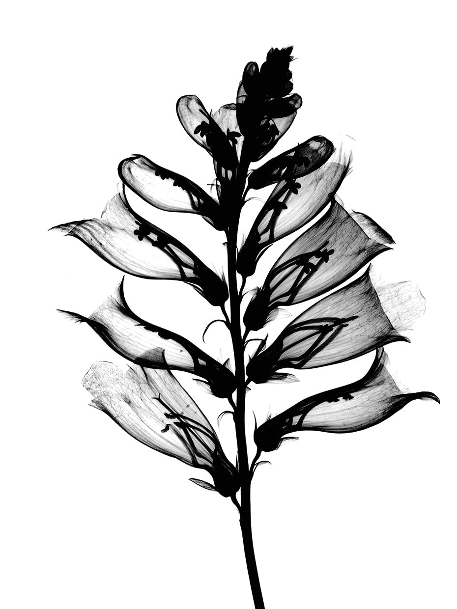 Foxglove X-Ray