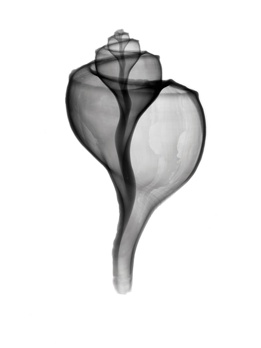 Giant (Channel) Whelk X-Ray Canvas Art