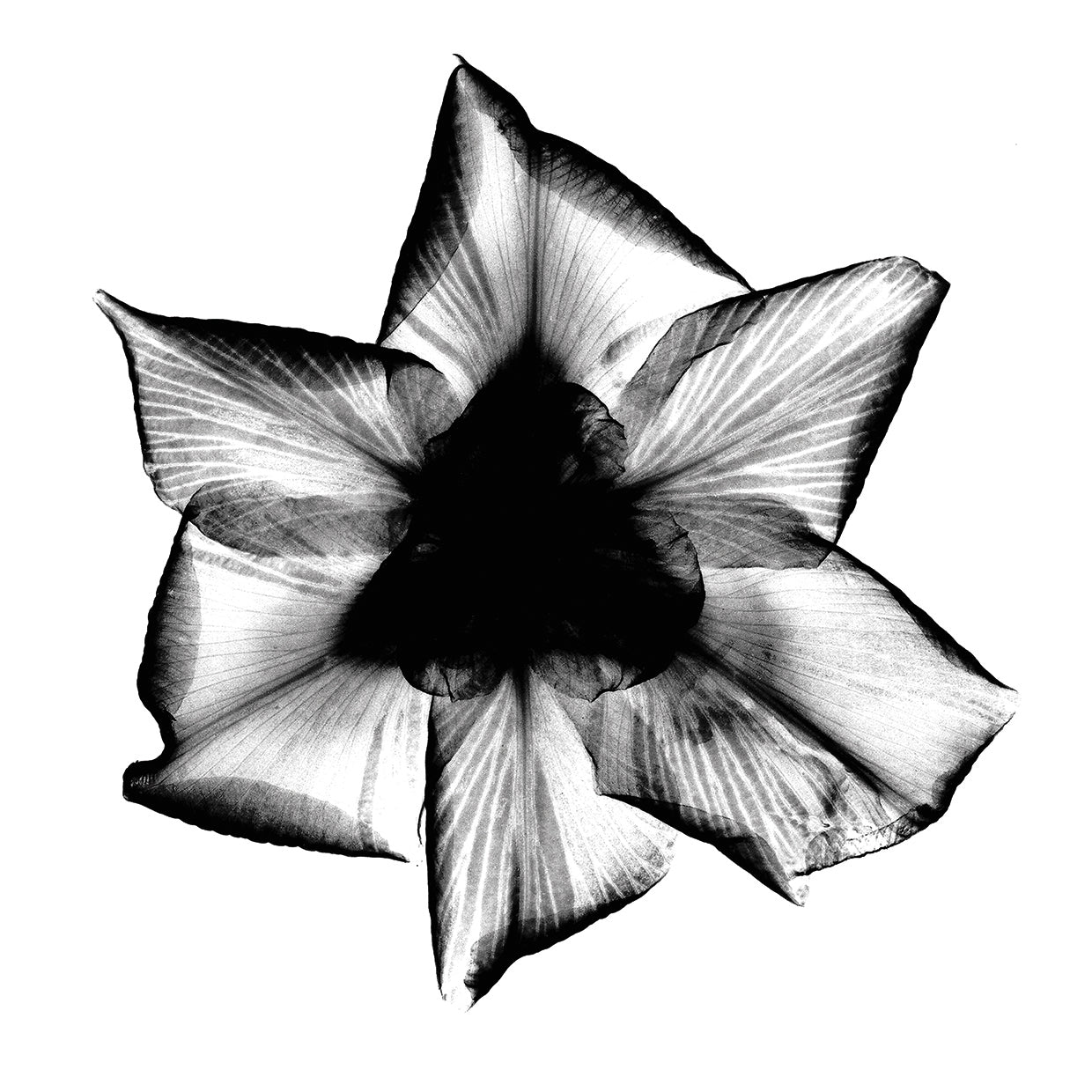 Iris, Japanese X-Ray