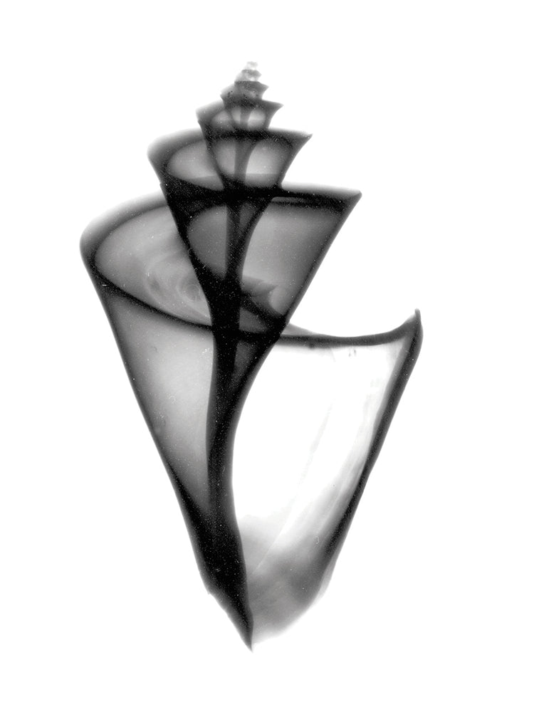 Japanese Wonder Shell X-Ray