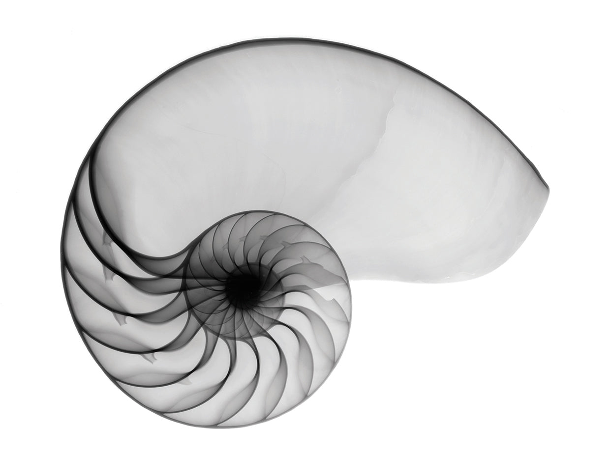 Lienzo de rayos X Nautilus Shell Lite