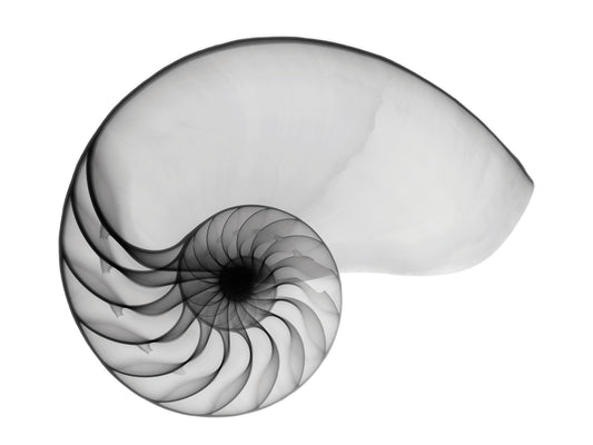 Nautilus Shell Lite X-Ray