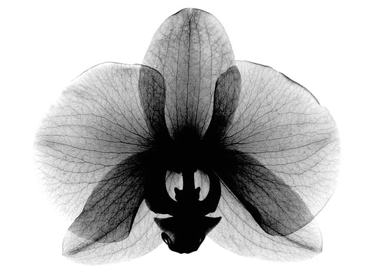 Orchid, Small X-Ray Canvas Art
