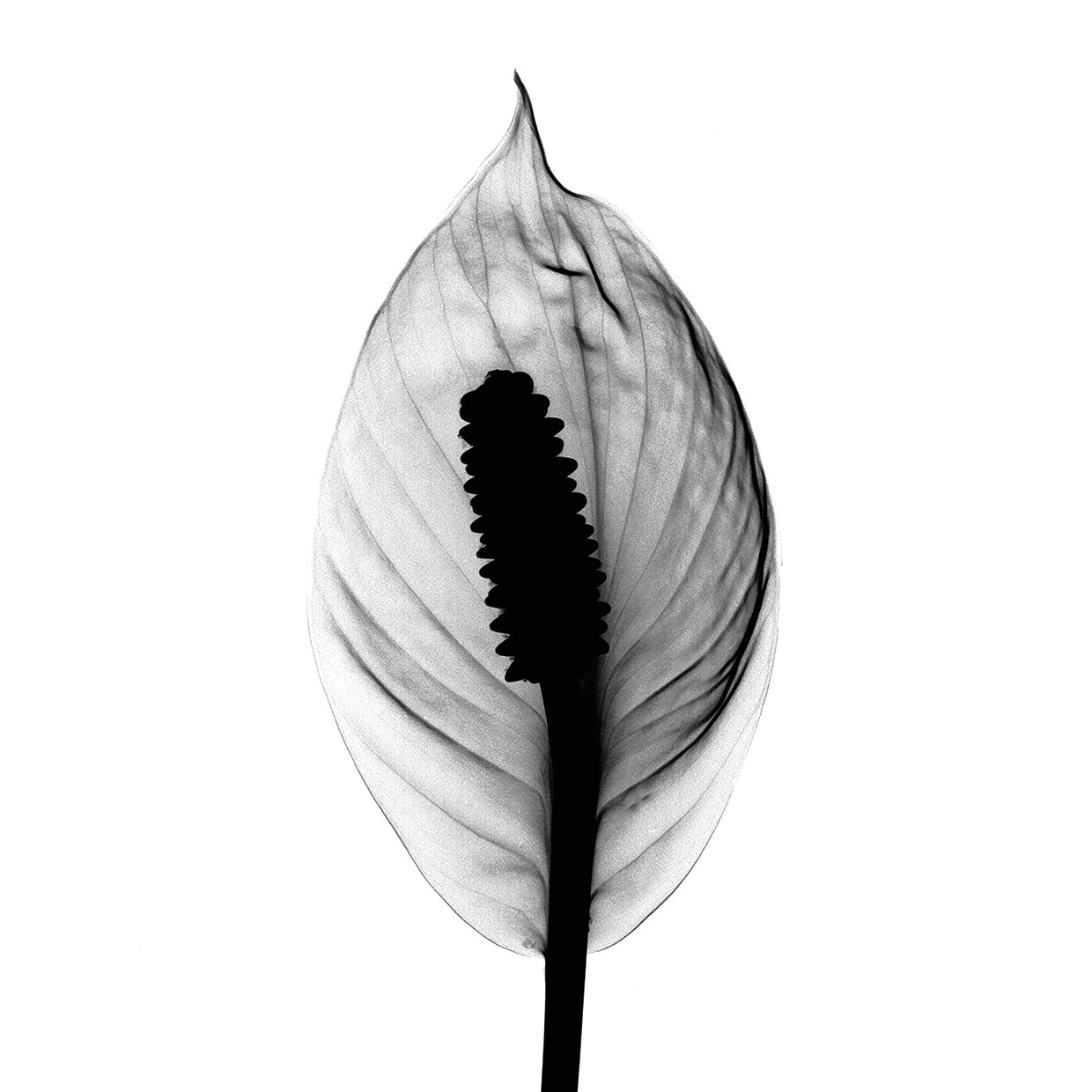 Spathyphyllum X-Ray