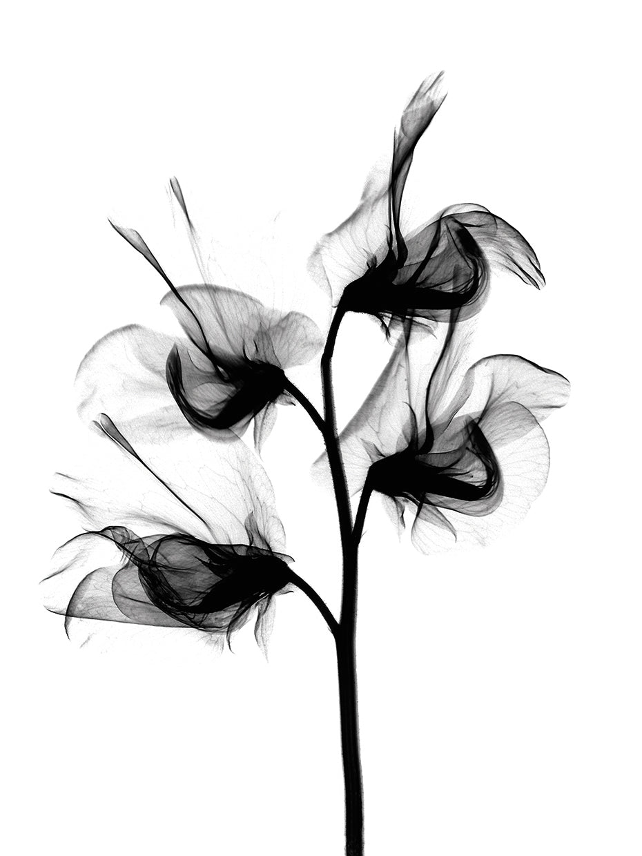 Sweet Pea X-Ray