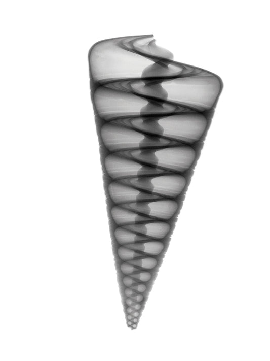 Telescope Shell X-Ray Canvas Art