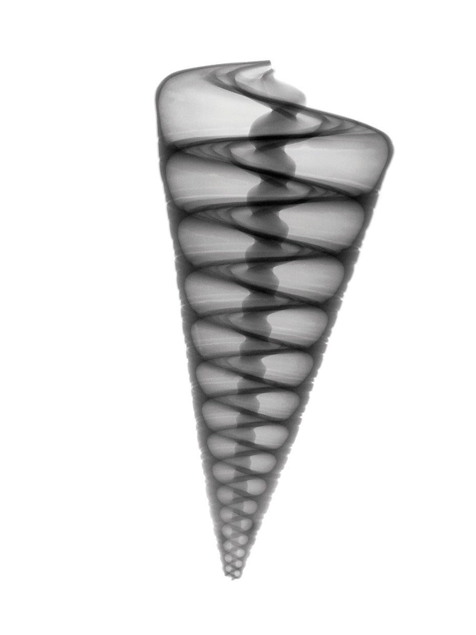 Lienzo de rayos X de carcasa de telescopio