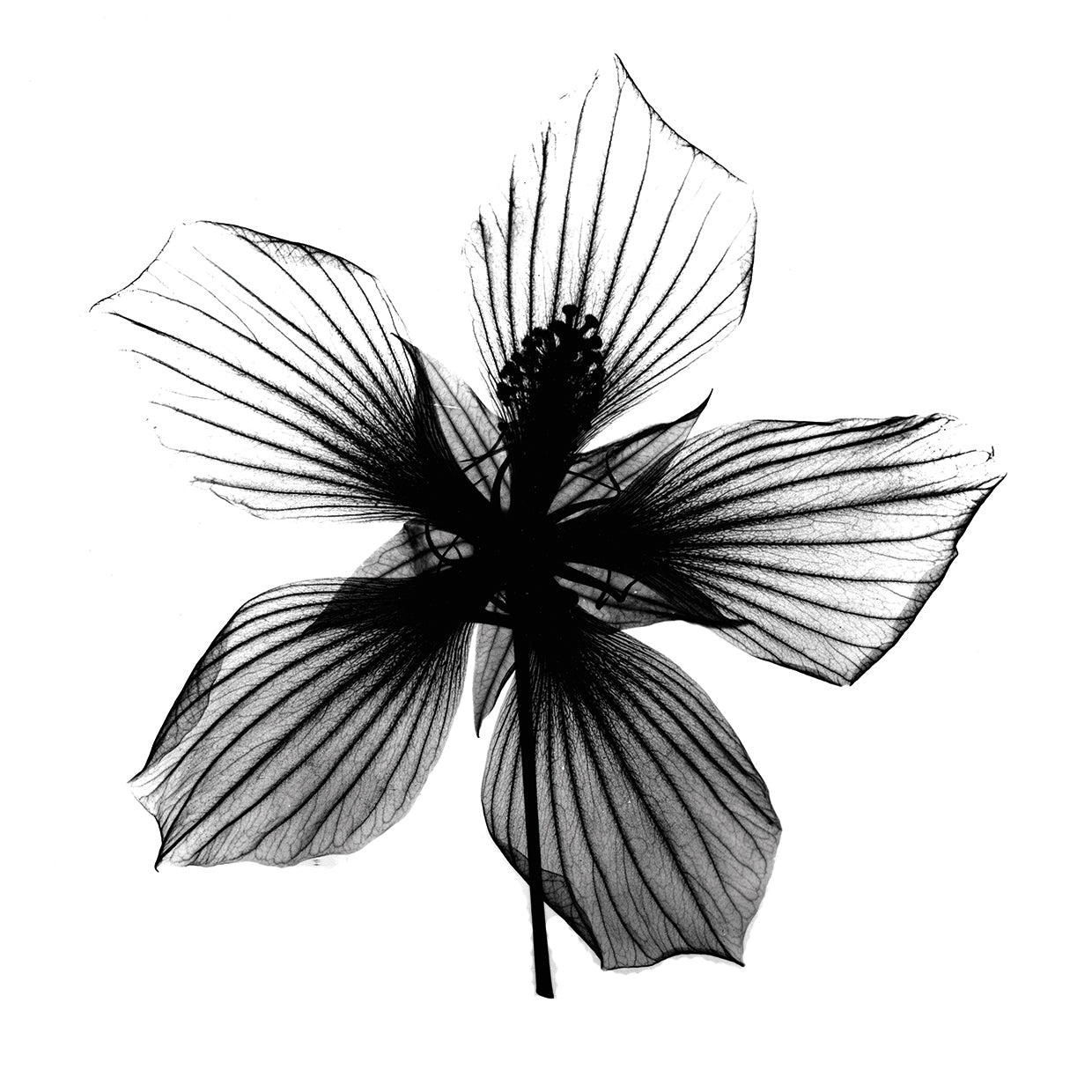 Texas Star X-Ray